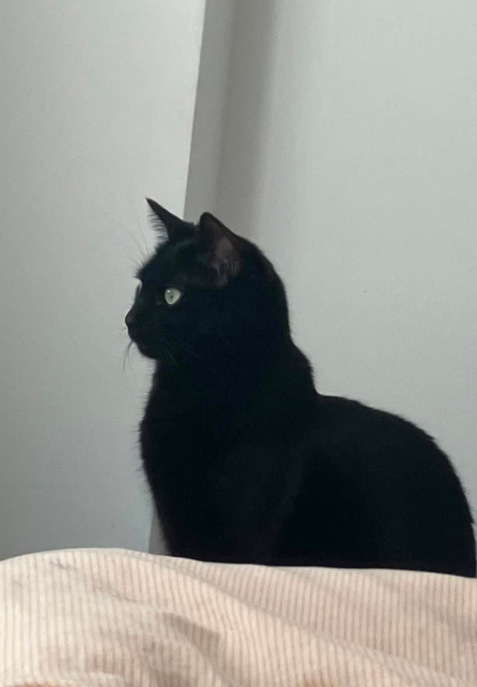 Sable Obsidialitter - Domestic Short Hair