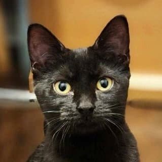 Sable Obsidialitter - Domestic Short Hair