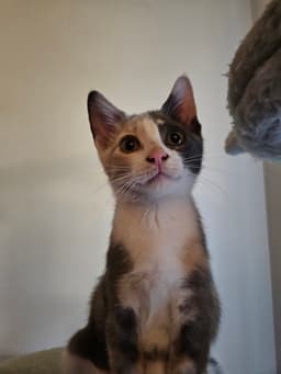 Ayla image 1