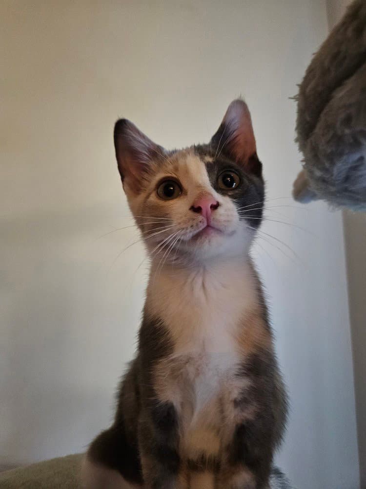 Ayla - Domestic Short Hair