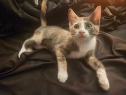 Ayla image 2