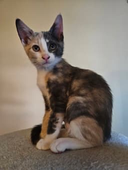 Ayla image 3