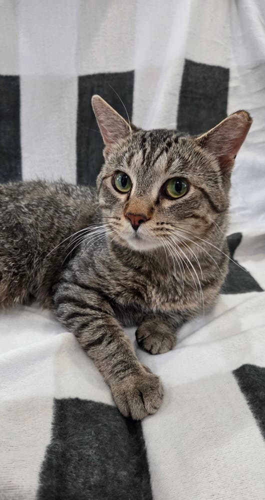 Robin Hood - Domestic Short Hair