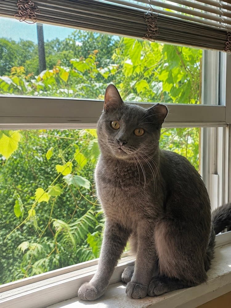 Titan - Domestic Short Hair