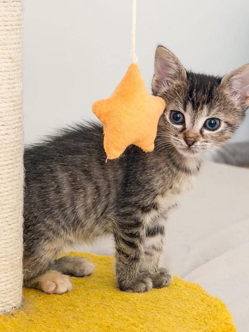 Star - Domestic Short Hair