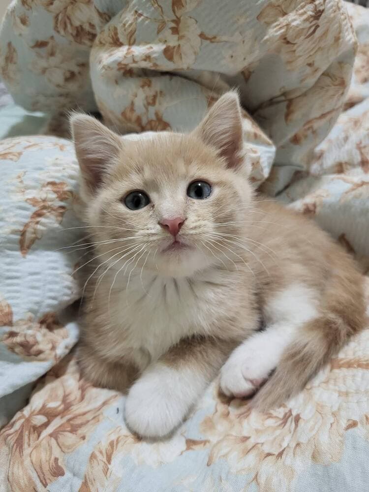 Oliver - Domestic Short Hair