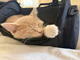 Oliver image 3