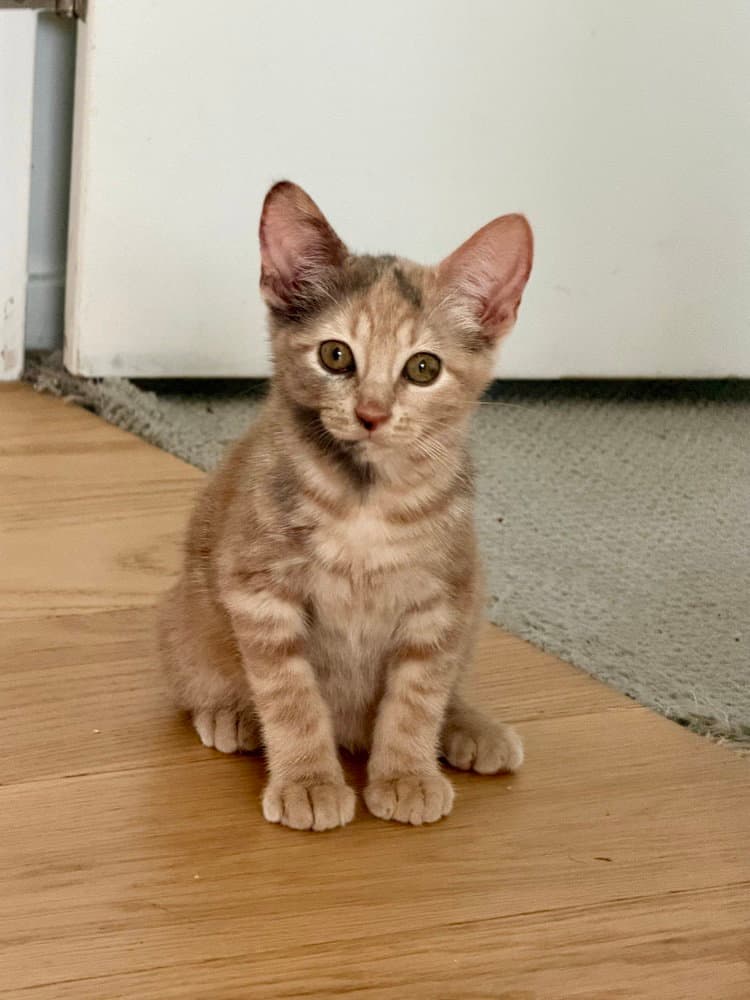 Nugget - Calico