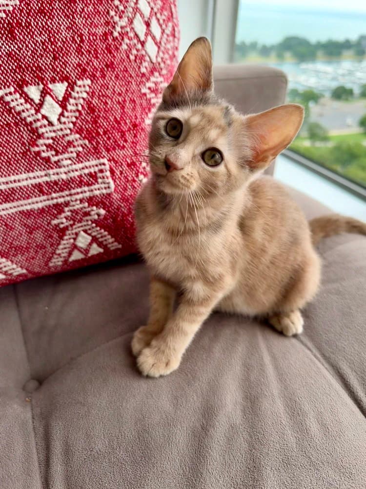 Nugget - Calico