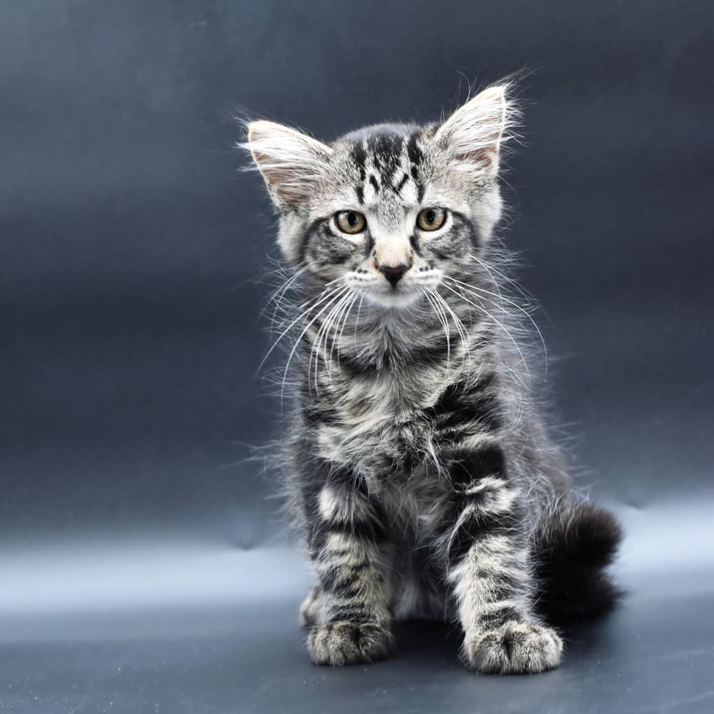 Twain - Domestic Medium Hair