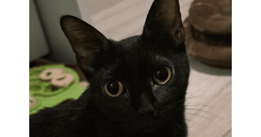 Bordeaux - Domestic Short Hair