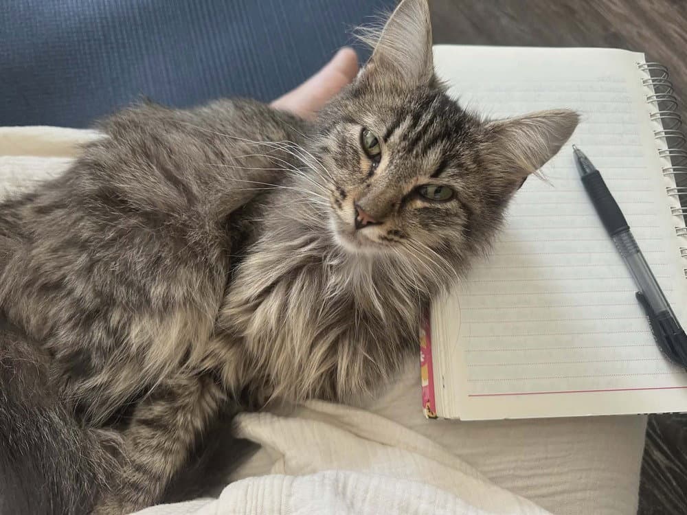 Cove - Domestic Medium Hair