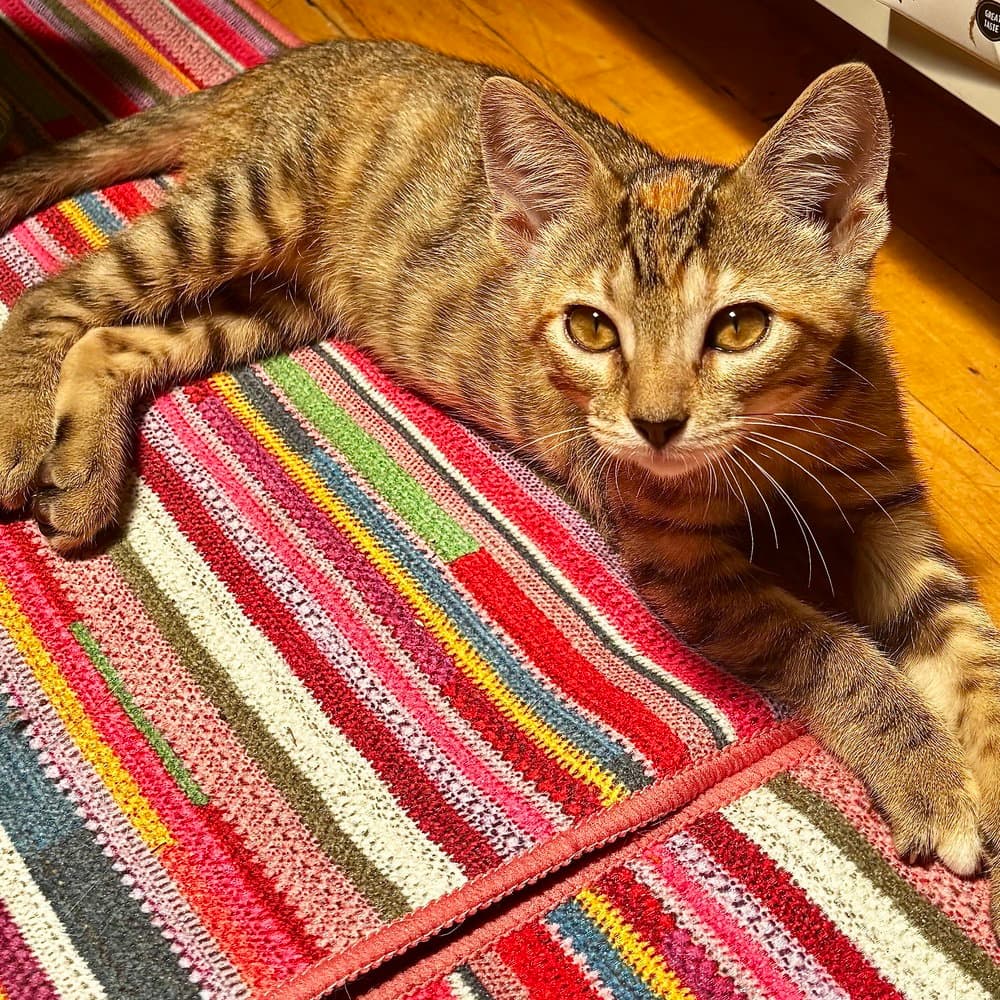 Cheese - Domestic Short Hair