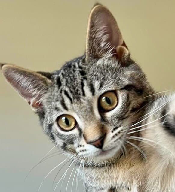 Pony - Domestic Short Hair