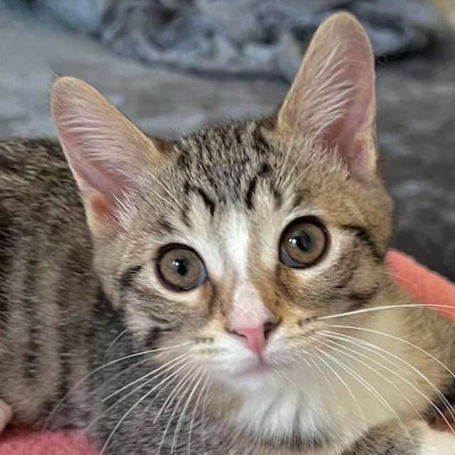 Petunia Petal - Domestic Short Hair