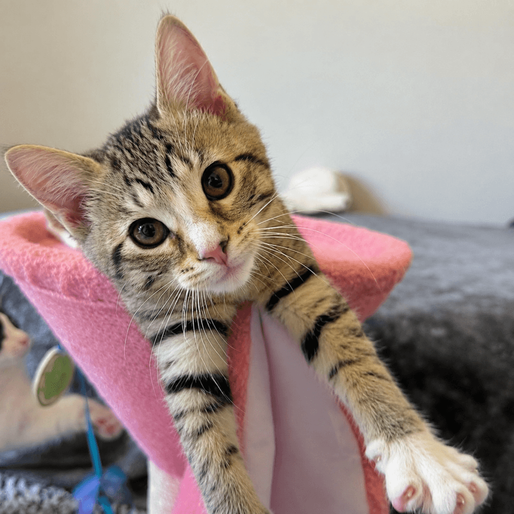 Petunia Petal - Domestic Short Hair