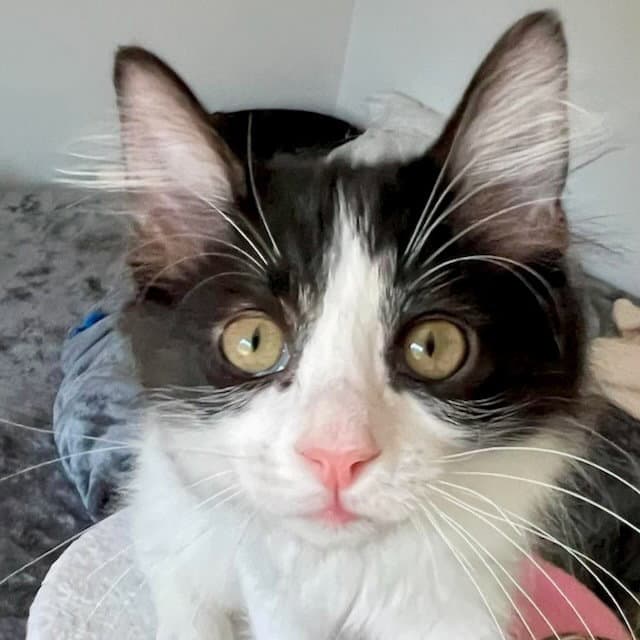 Binty - Domestic Long Hair