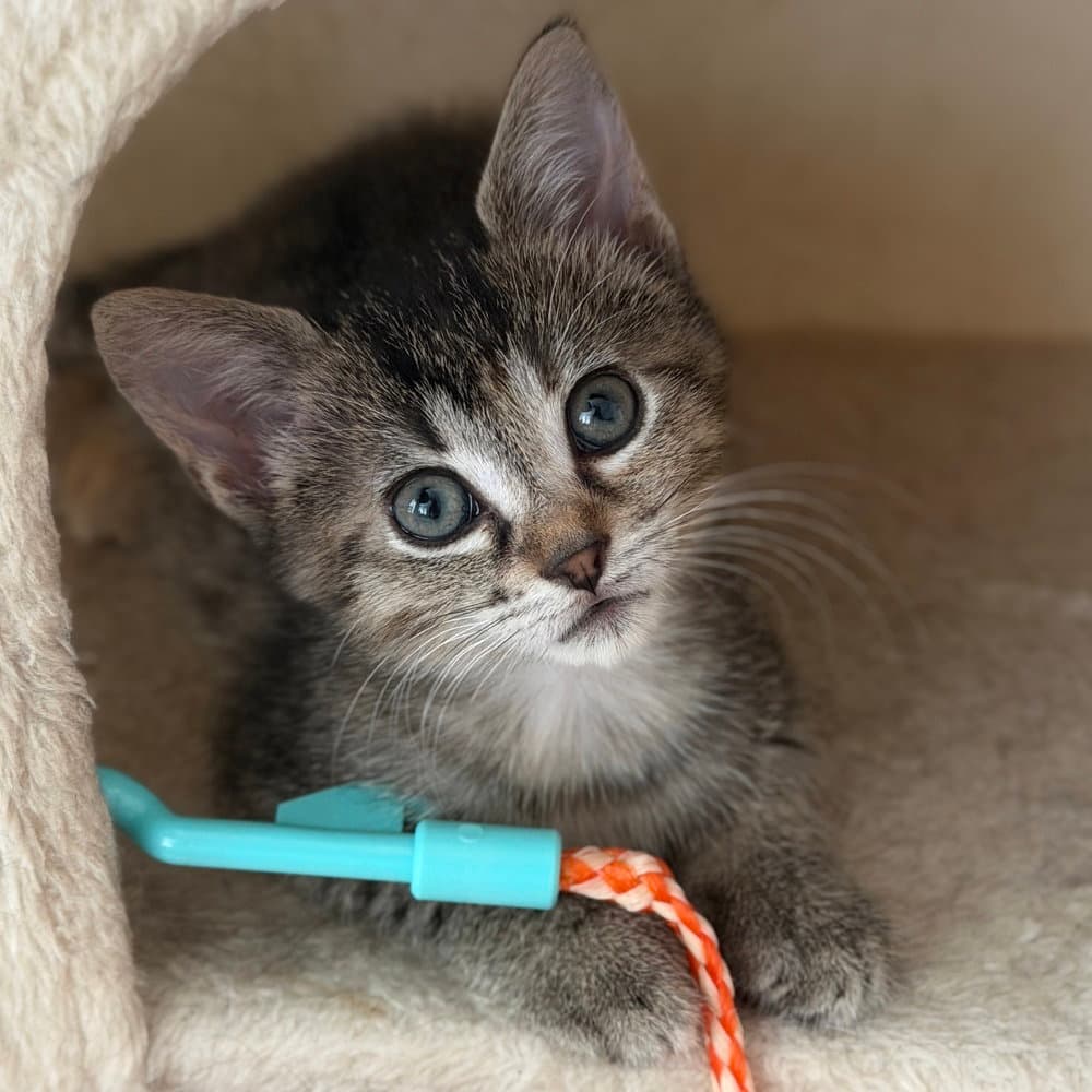 Star - Domestic Short Hair