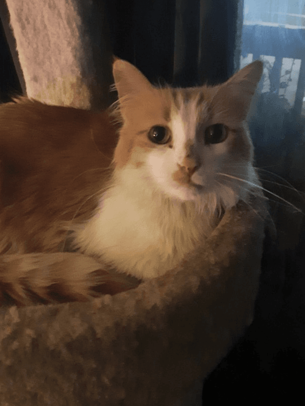 Knox - Domestic Long Hair
