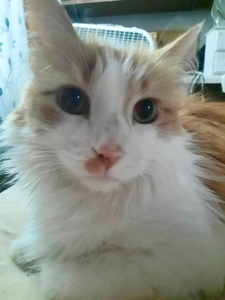 Knox - Domestic Long Hair