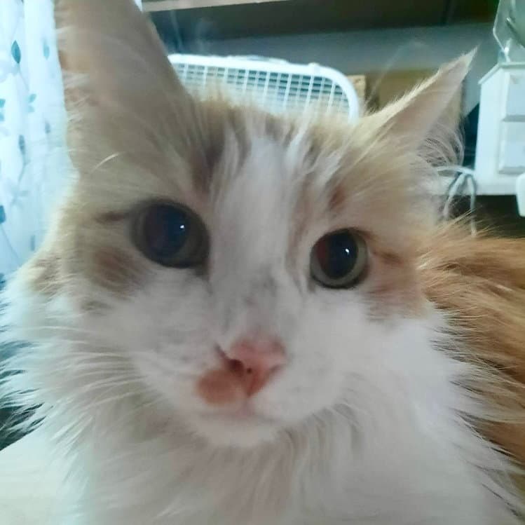 Knox - Domestic Long Hair