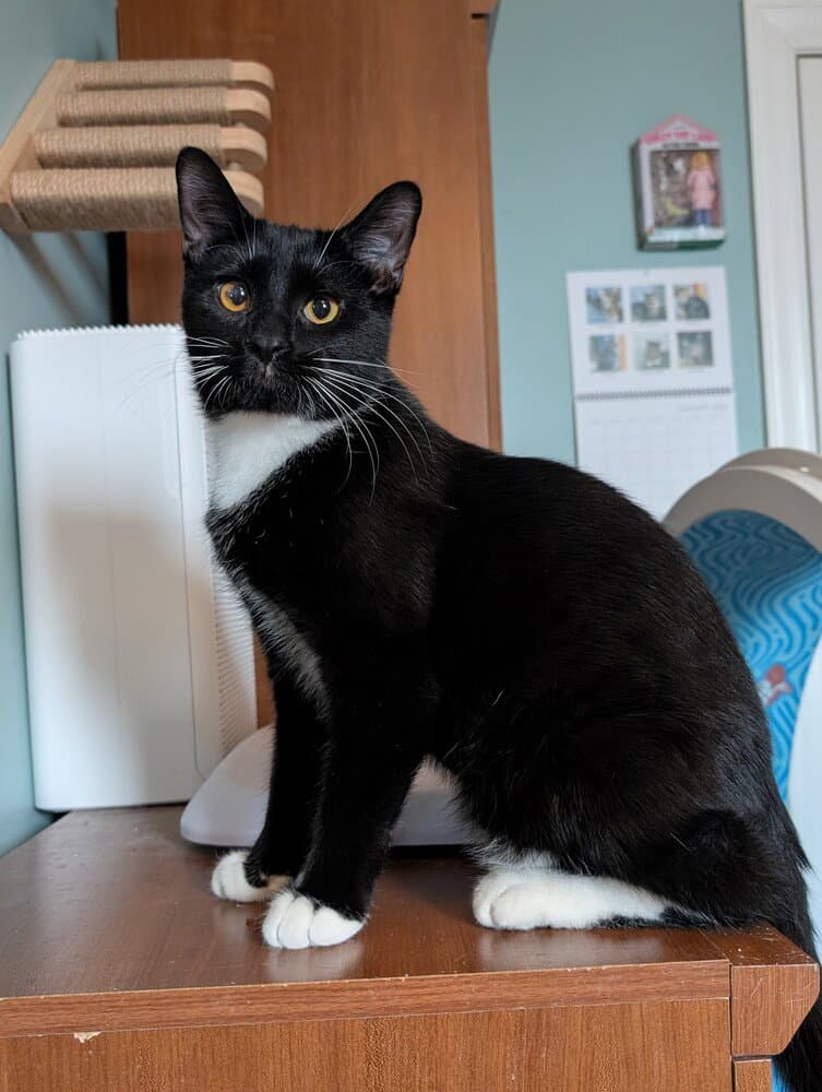 Melon - Domestic Short Hair