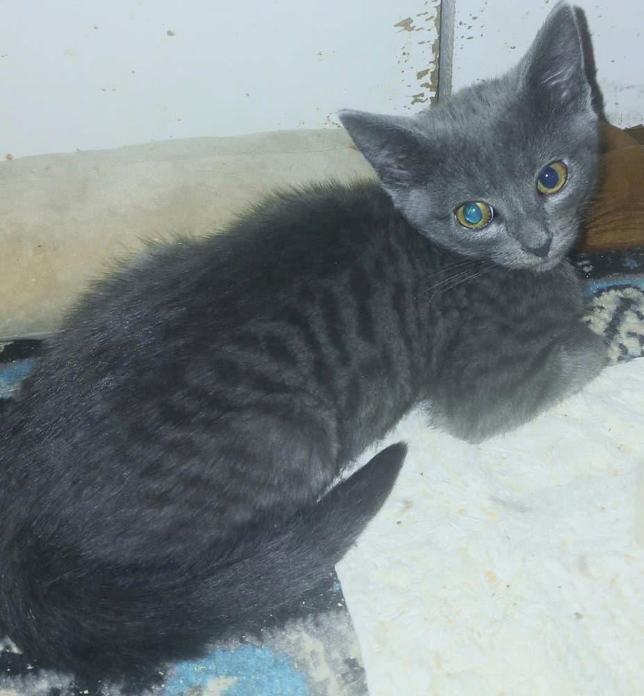 Nester - Domestic Short Hair