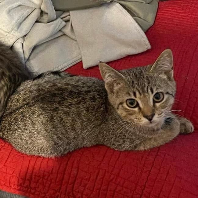 Anchovy - Domestic Short Hair