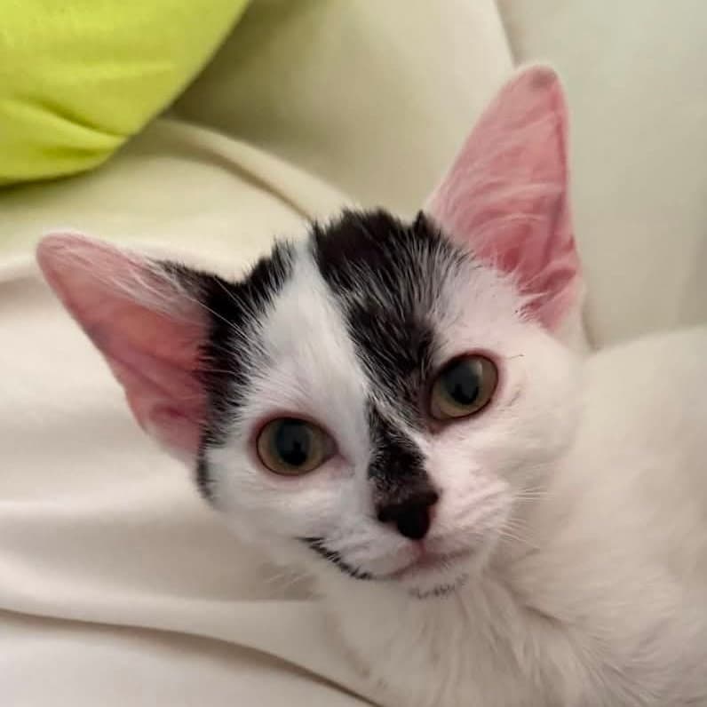 Ginger - Domestic Short Hair