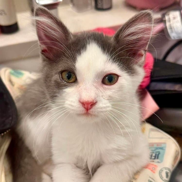 Poe - Domestic Medium Hair