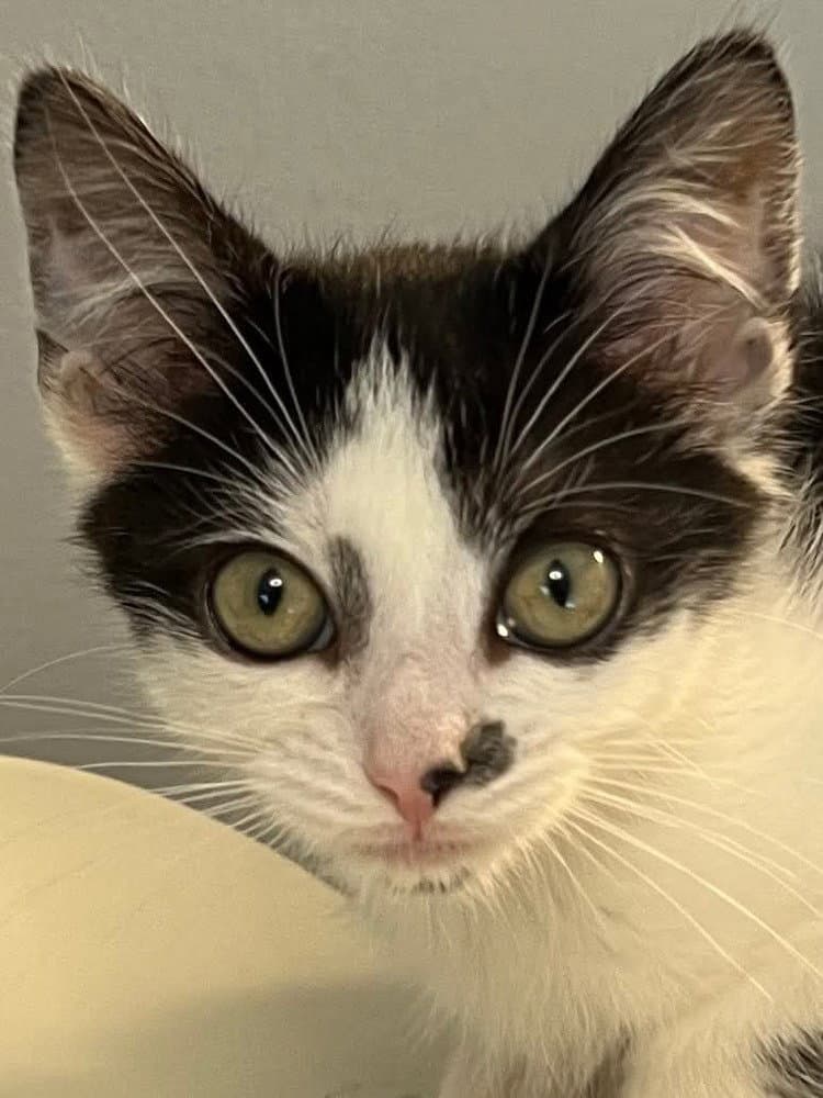 Mary Ann - Domestic Short Hair