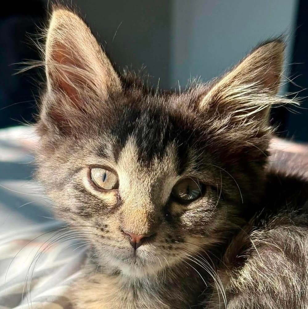 Cicero - Domestic Short Hair