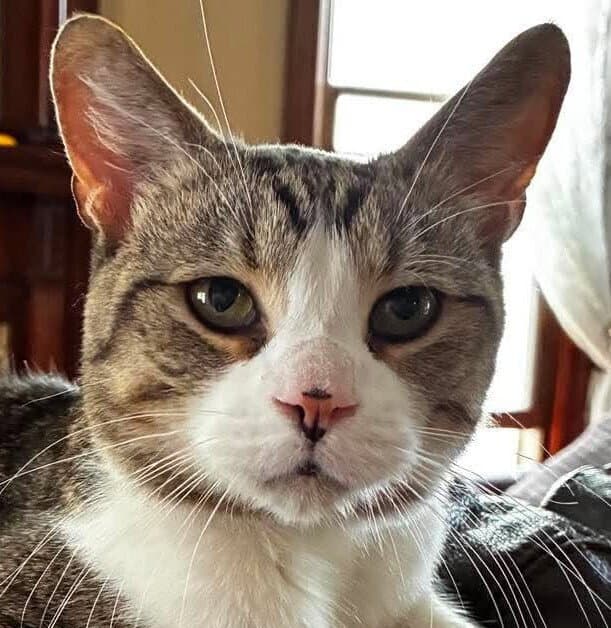Tharrow - Domestic Short Hair