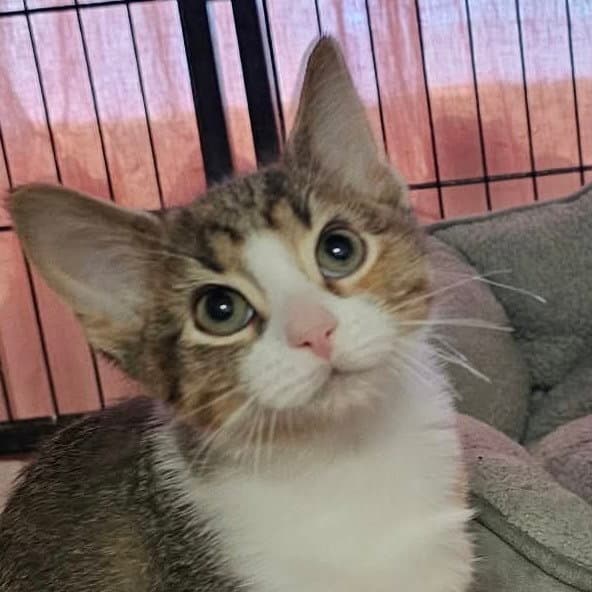 Baby Bottle Pop - Domestic Short Hair