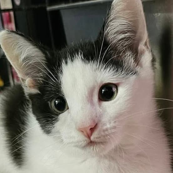 Ring Pop - Domestic Short Hair