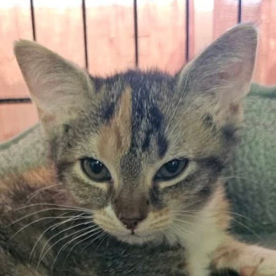 Tootsie Pop - Domestic Short Hair
