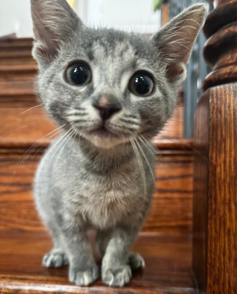 Dopey - Domestic Short Hair