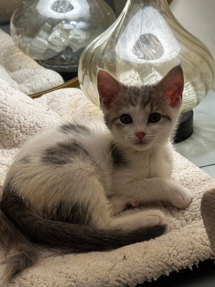 Grumpy - Domestic Short Hair