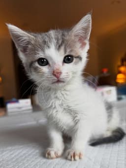 Grumpy image 2
