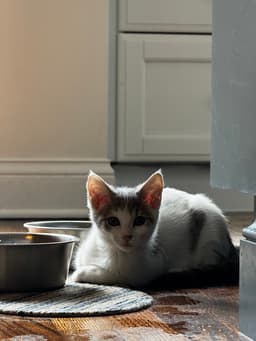Grumpy image 4