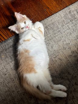 Sleepy image 3