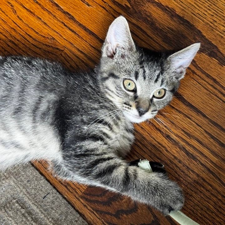 Doc - Domestic Short Hair