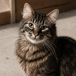 Jasper - Domestic Long Hair