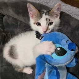 Stitch Aka Corkscrew image 1