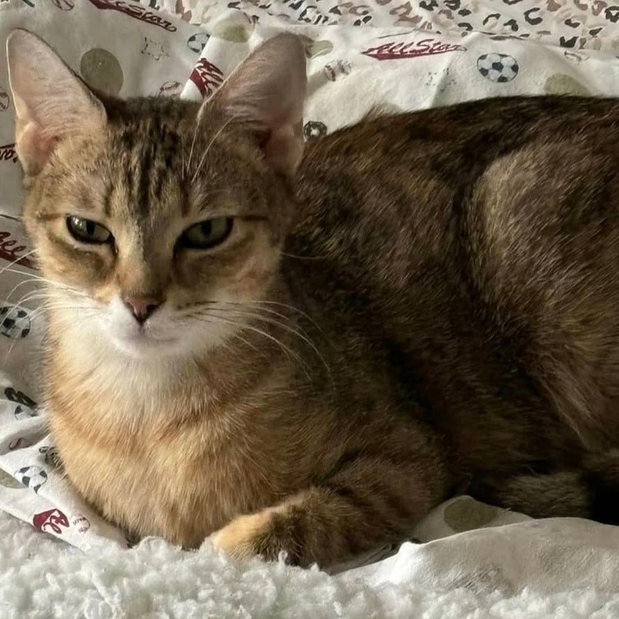 Marcy - Domestic Short Hair