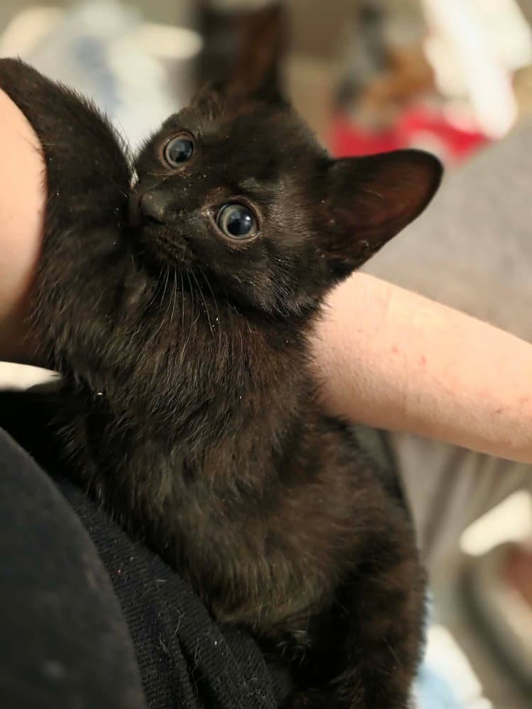 Ballet - Domestic Short Hair