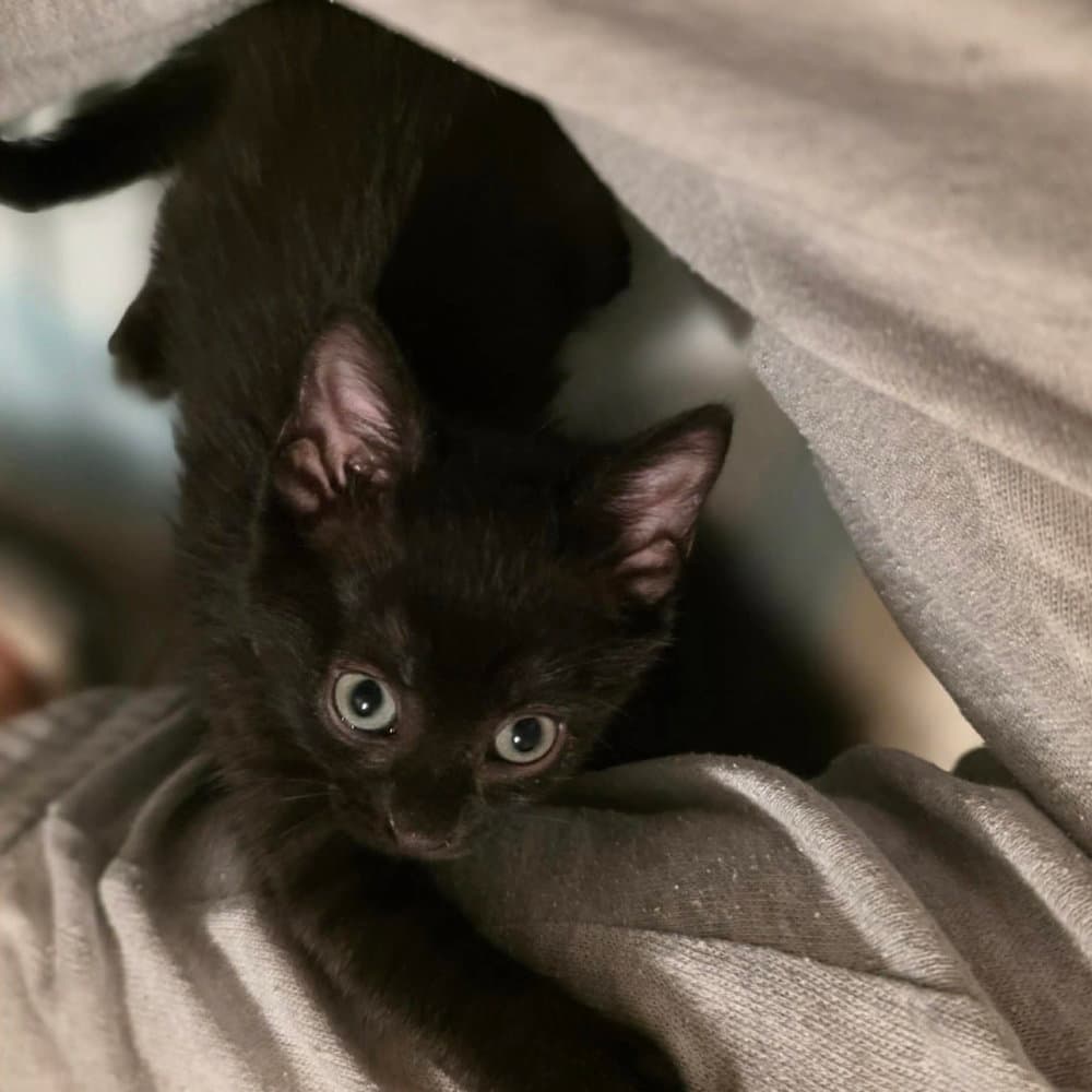 Jitterbug - Domestic Short Hair
