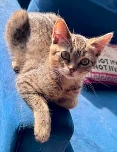 Guppy - Domestic Short Hair