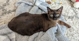 Ms Kitty image 3