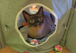 Ms Kitty image 4